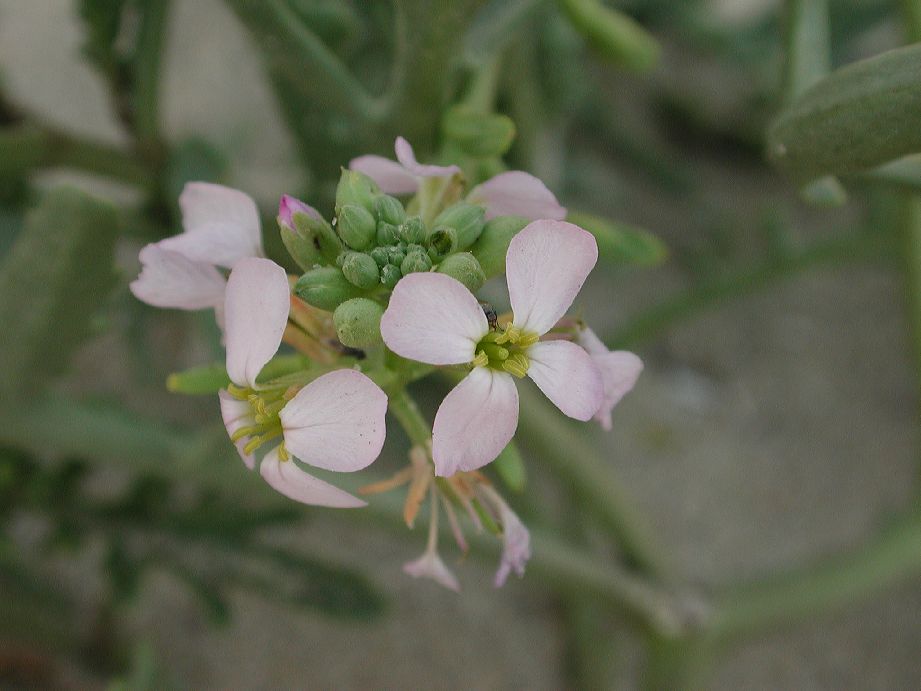 Brassicaceae Cakile maritima