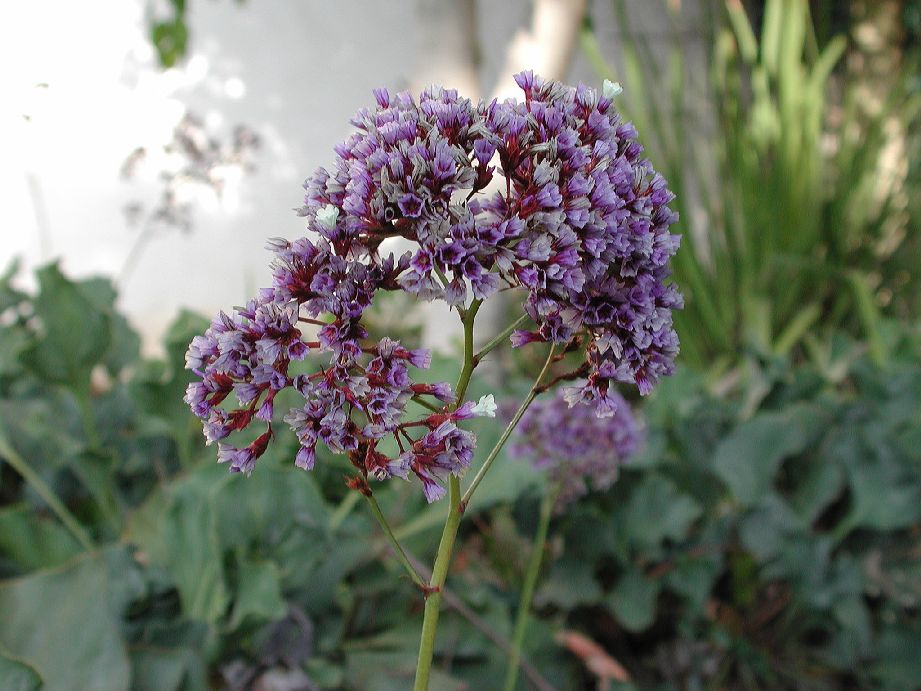 Plumbaginaceae Limonium californicum