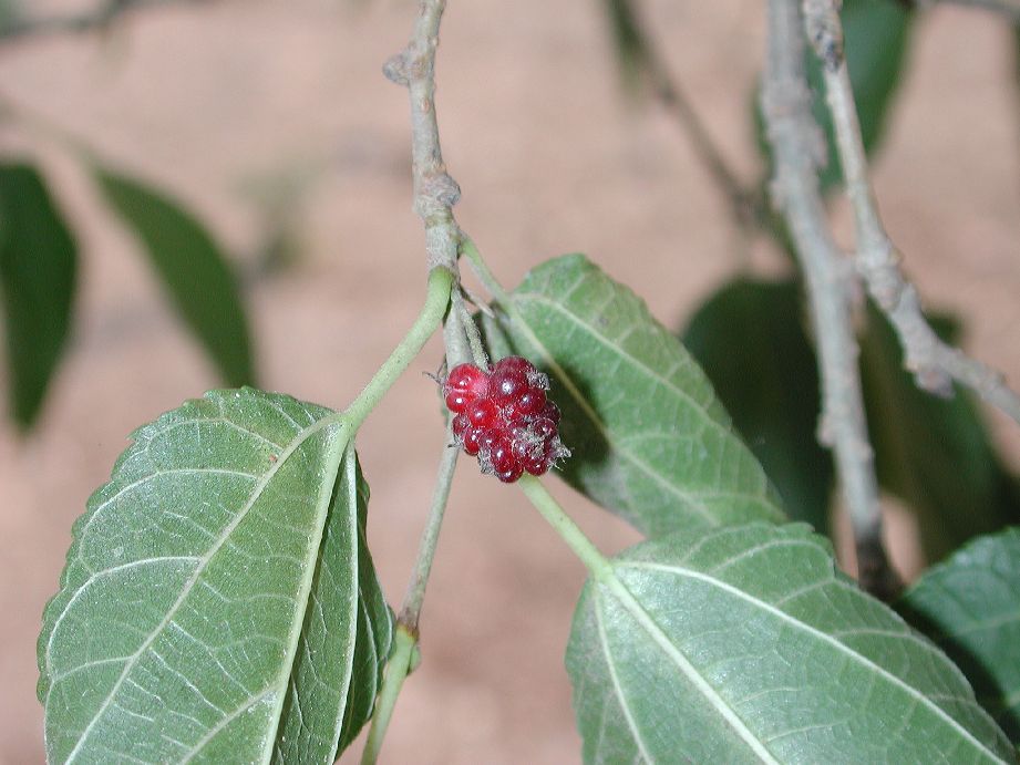 Moraceae Morus rubra