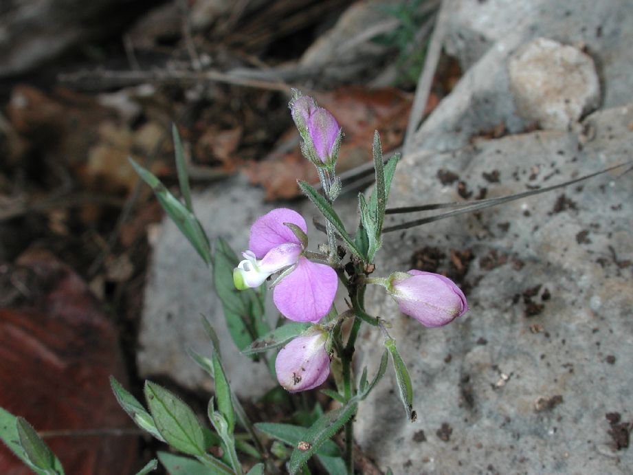 Polygalaceae Polygala obscura