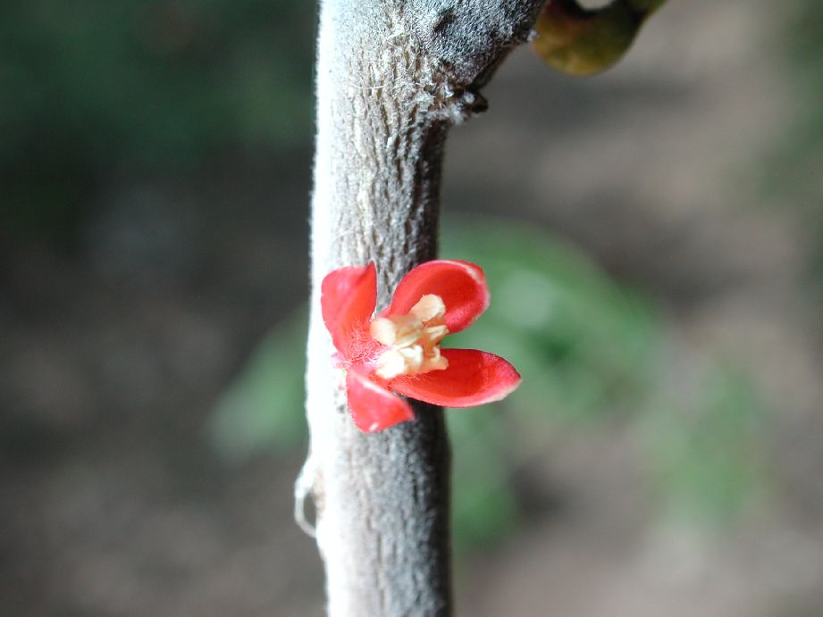 Simaroubaceae Castela erecta