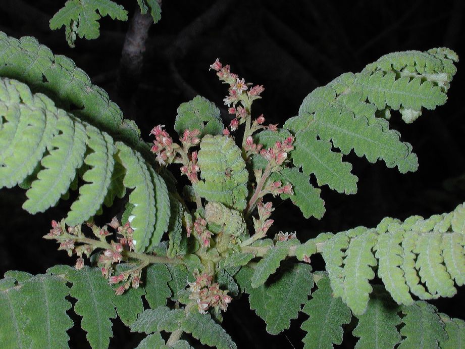 Anacardiaceae Actinocheita potentillifolia