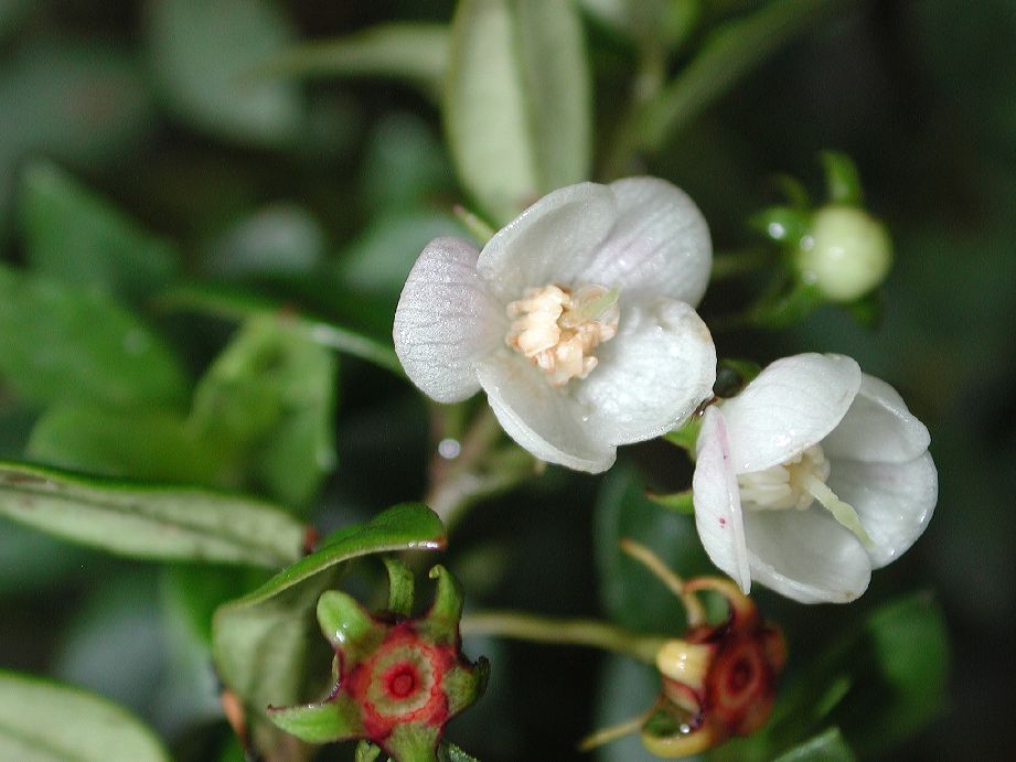 Myrtaceae Ugni myricoides