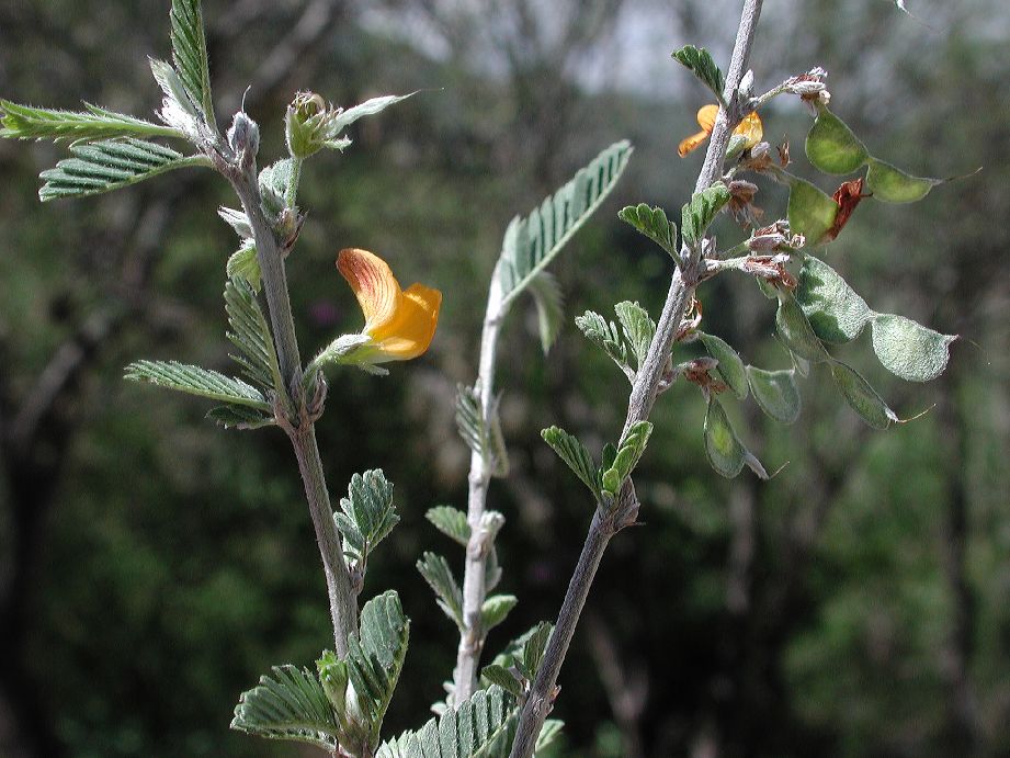 Fabaceae Aeschynomene purpusii