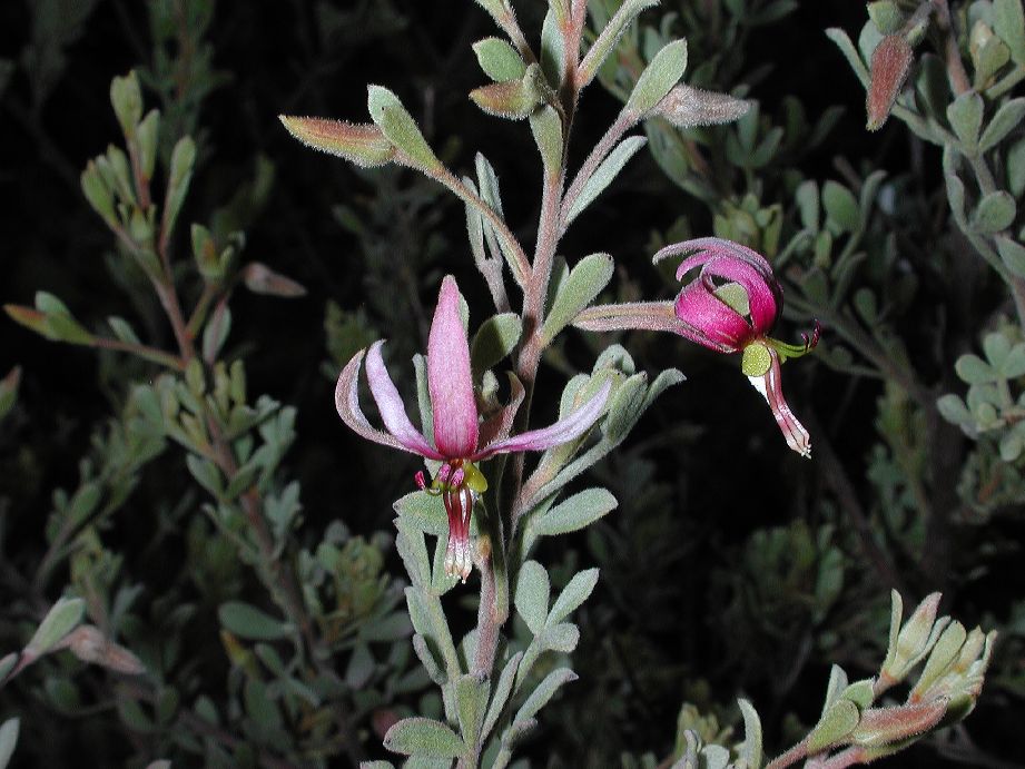 Krameriaceae Krameria cytisoides