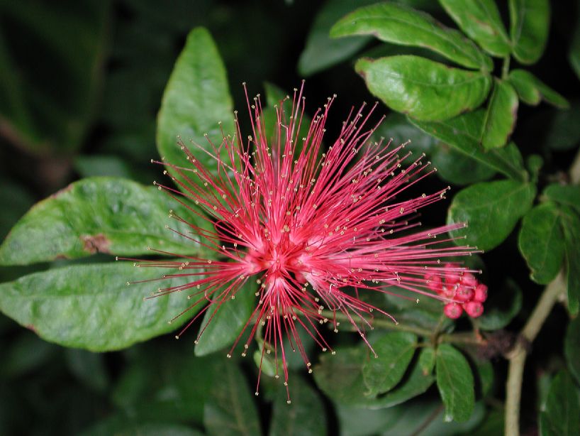 Fabaceae Calliandra emarginata