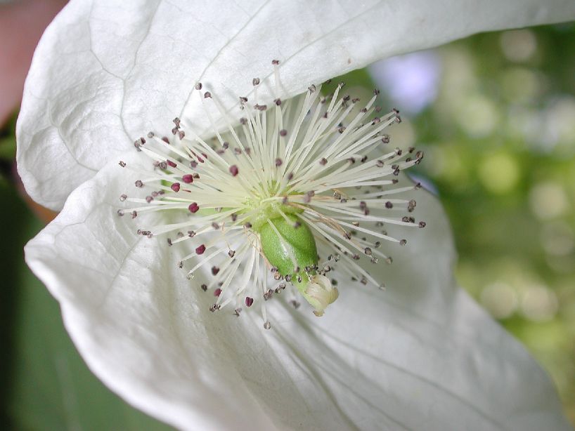 Cornaceae Davidia involucrata