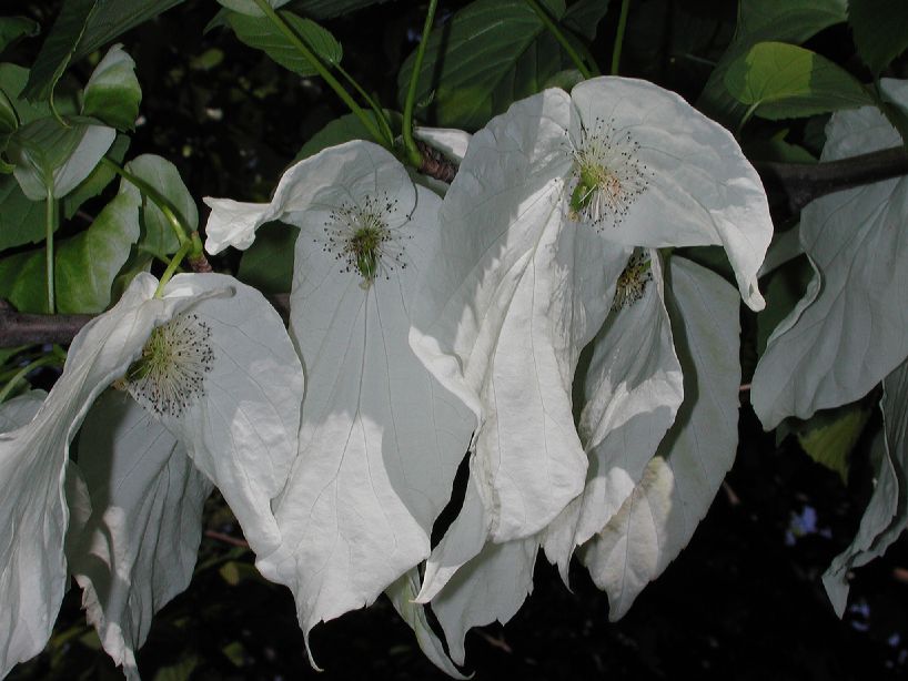 Cornaceae Davidia involucrata
