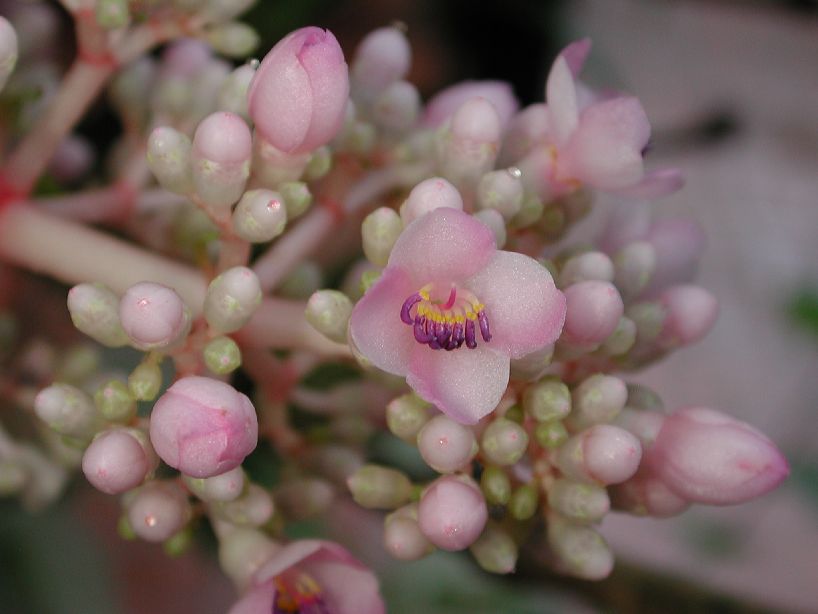 Melastomataceae Medinilla myriantha