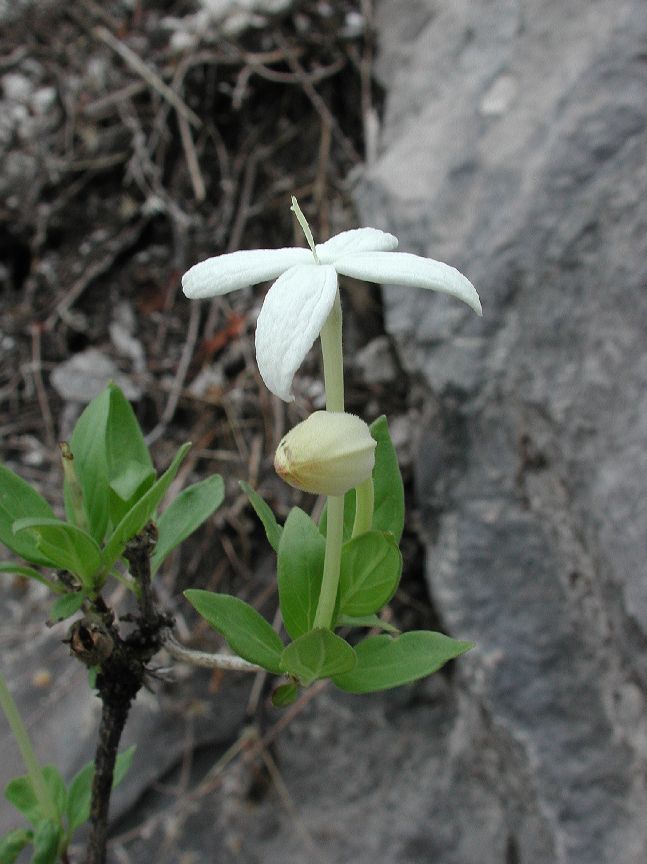 Rubiaceae Bouvardia longiflora