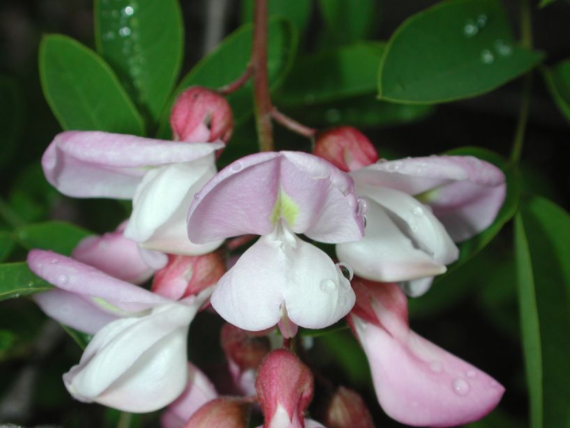 Fabaceae Robinia hispida