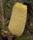 image of Banksia praemorsa