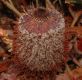 image of Banksia blechnifolia