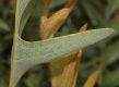 image of Banksia blechnifolia