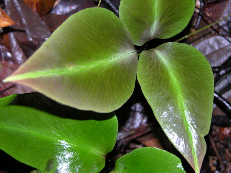 Pteridaceae Adiantum diphyllum