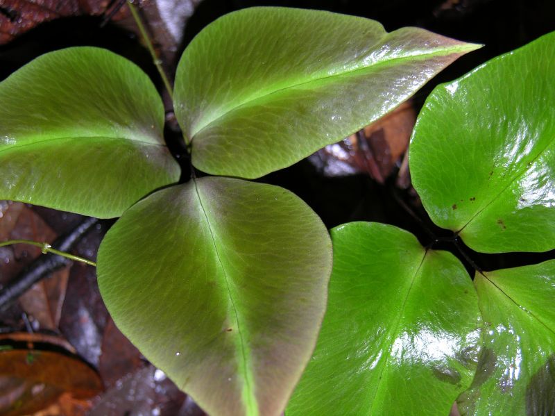 Pteridaceae Adiantum diphyllum