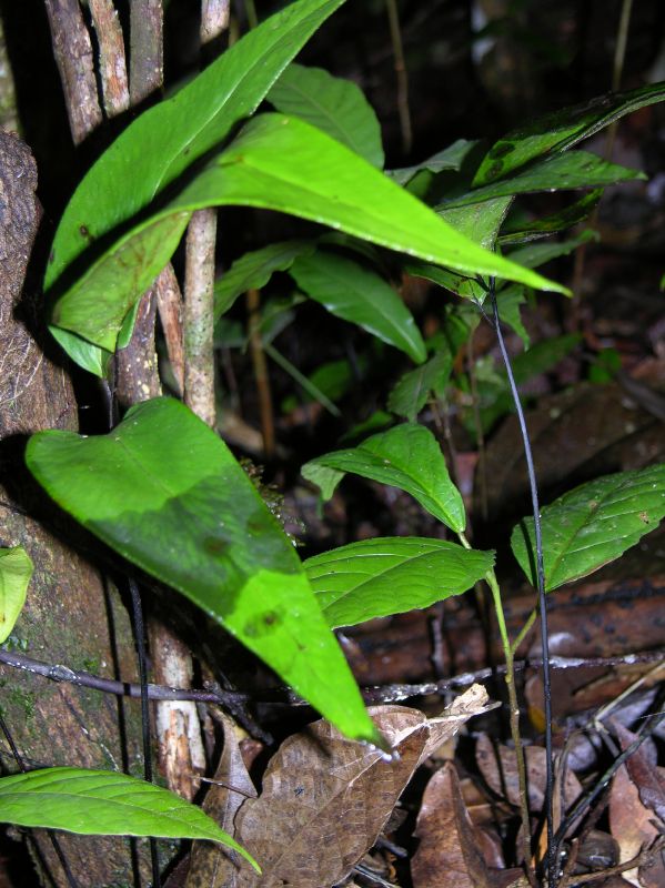 Pteridaceae Adiantum diphyllum