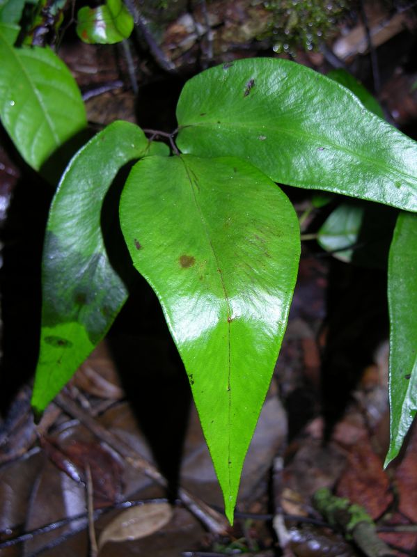 Pteridaceae Adiantum diphyllum