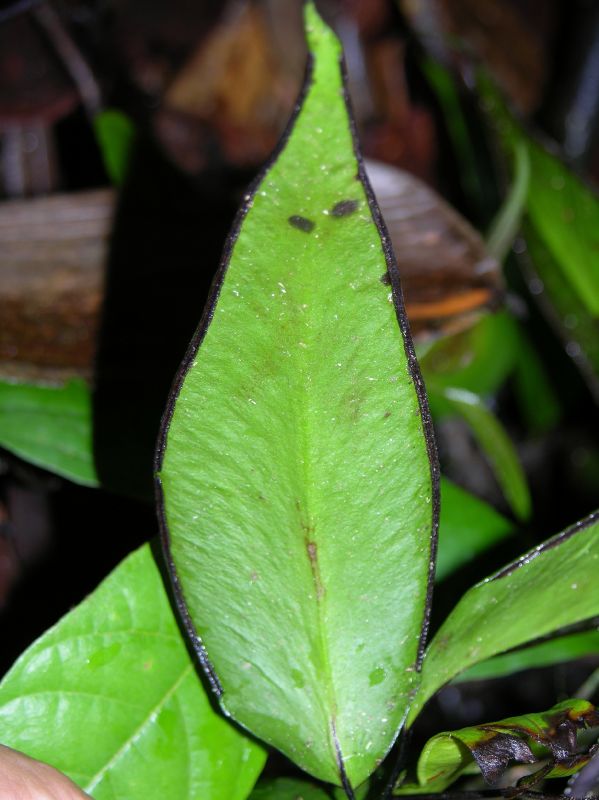 Pteridaceae Adiantum diphyllum