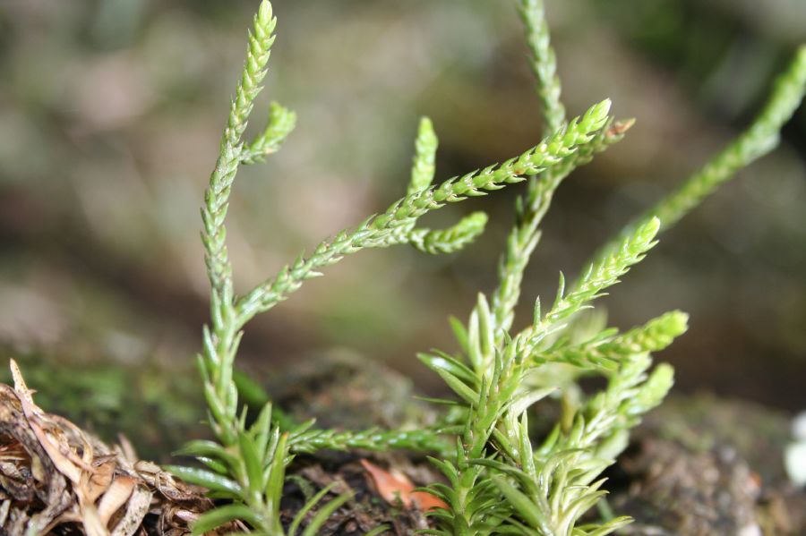 Lycopodiaceae Phlegmariurus biformis