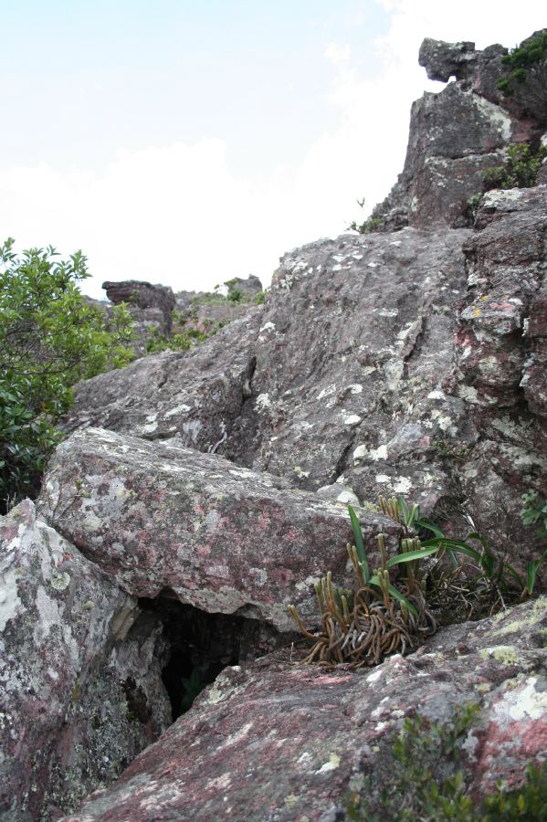 Lycopodiaceae Phlegmariurus mooreanus