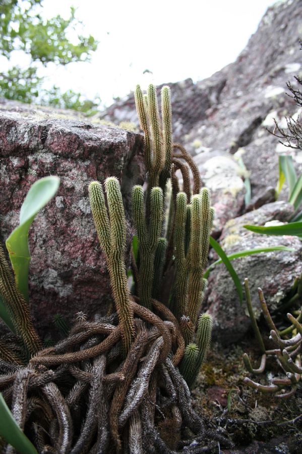 Lycopodiaceae Phlegmariurus mooreanus