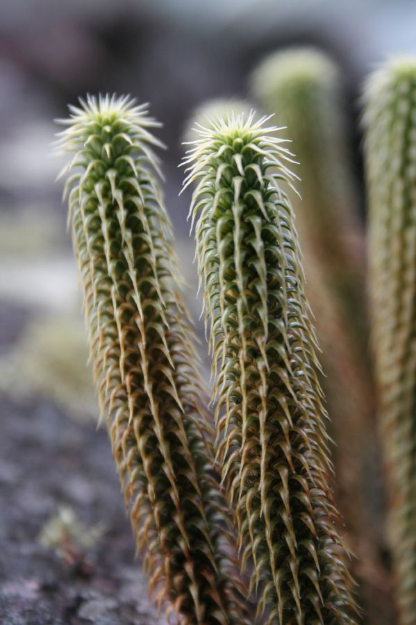 Lycopodiaceae Phlegmariurus mooreanus