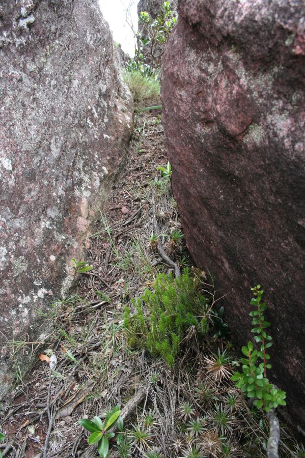 Lycopodiaceae Phlegmariurus recurvifolius