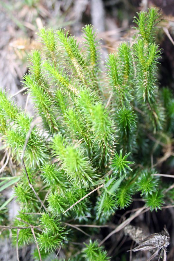 Lycopodiaceae Phlegmariurus recurvifolius