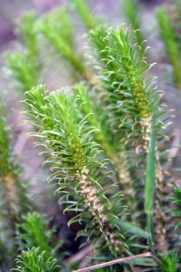 Lycopodiaceae Phlegmariurus recurvifolius