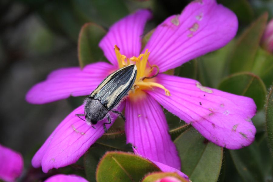 Melastomataceae Lavoisiera harleyi