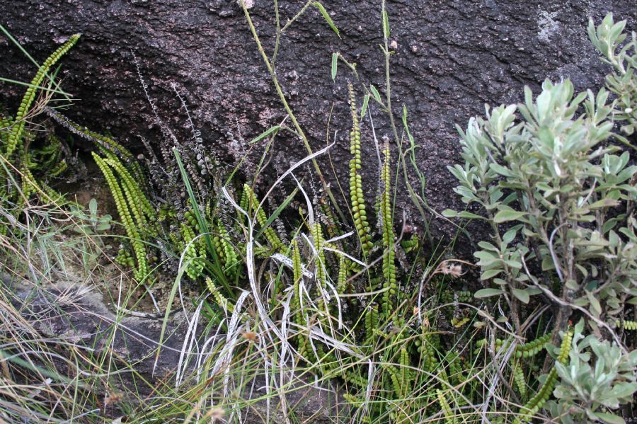 Lindsaeaceae Lindsaea stricta