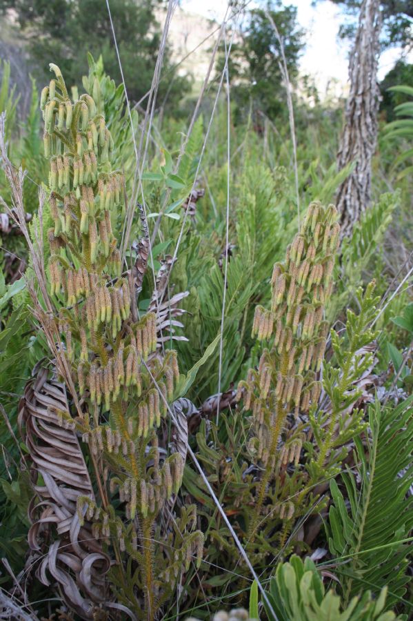 Lycopodiaceae Palhinhaea camporum