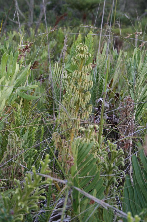 Lycopodiaceae Palhinhaea camporum