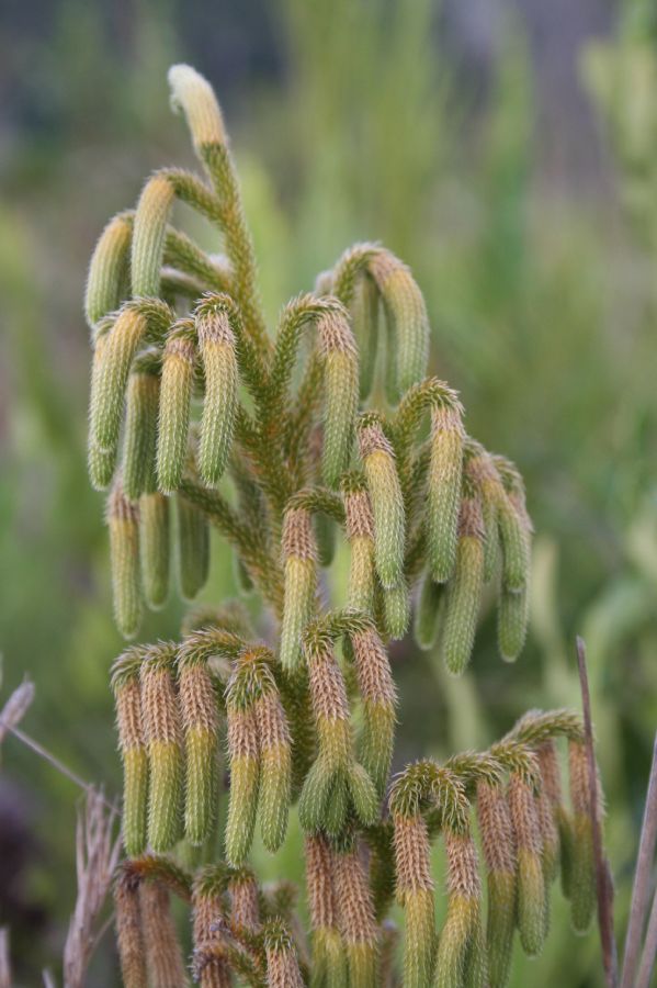 Lycopodiaceae Palhinhaea camporum