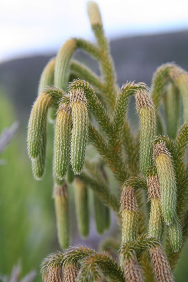 Lycopodiaceae Palhinhaea camporum