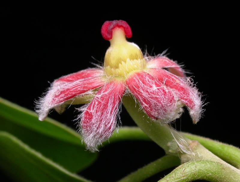 Euphorbiaceae Garcia nutans