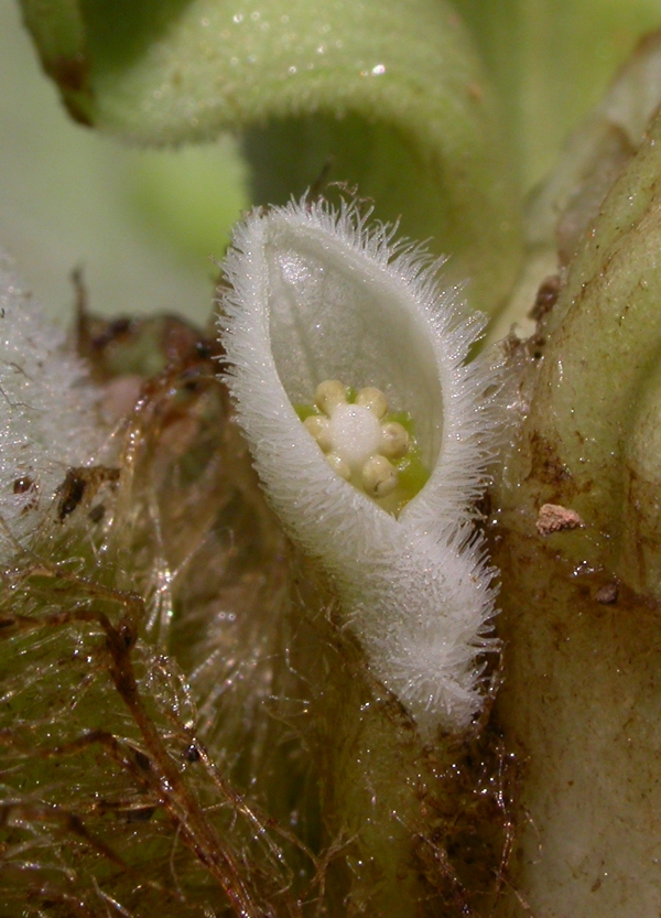 Araceae Pistia stratiotes