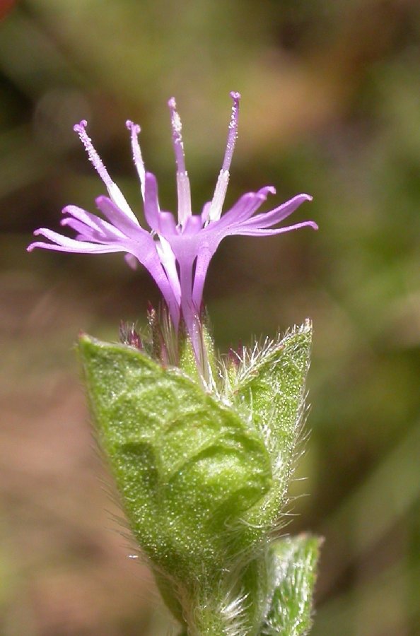 Asteraceae Elephantopus mollis