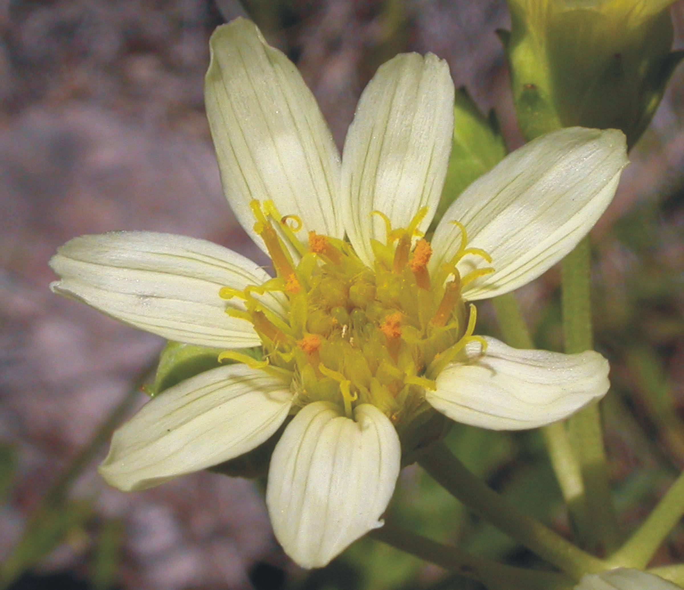 Asteraceae Calea cymosa