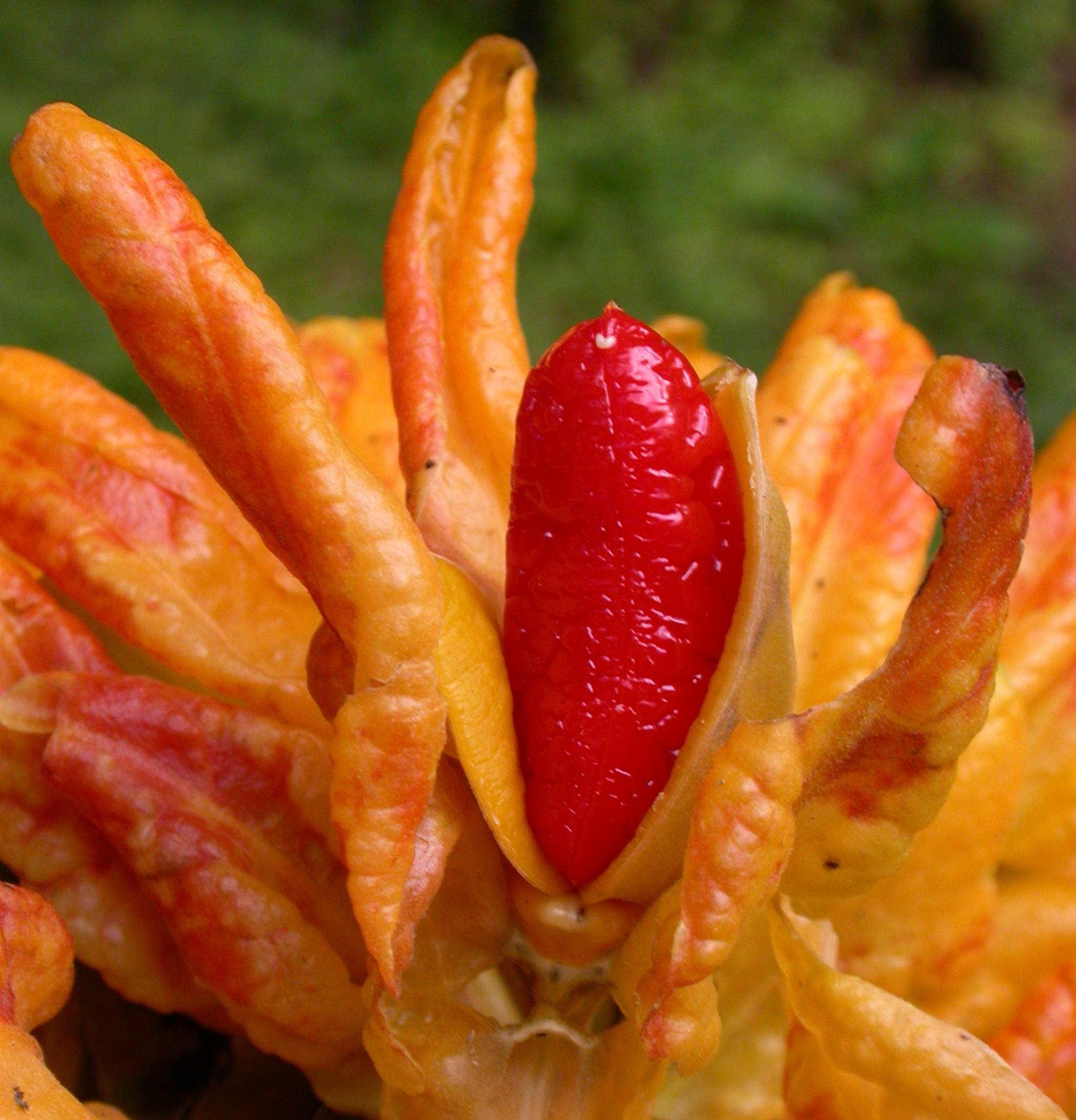 Gesneriaceae Drymonia macrantha
