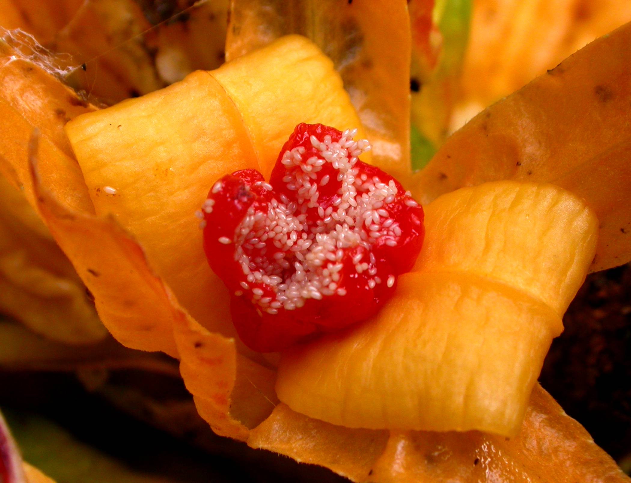 Gesneriaceae Drymonia macrantha