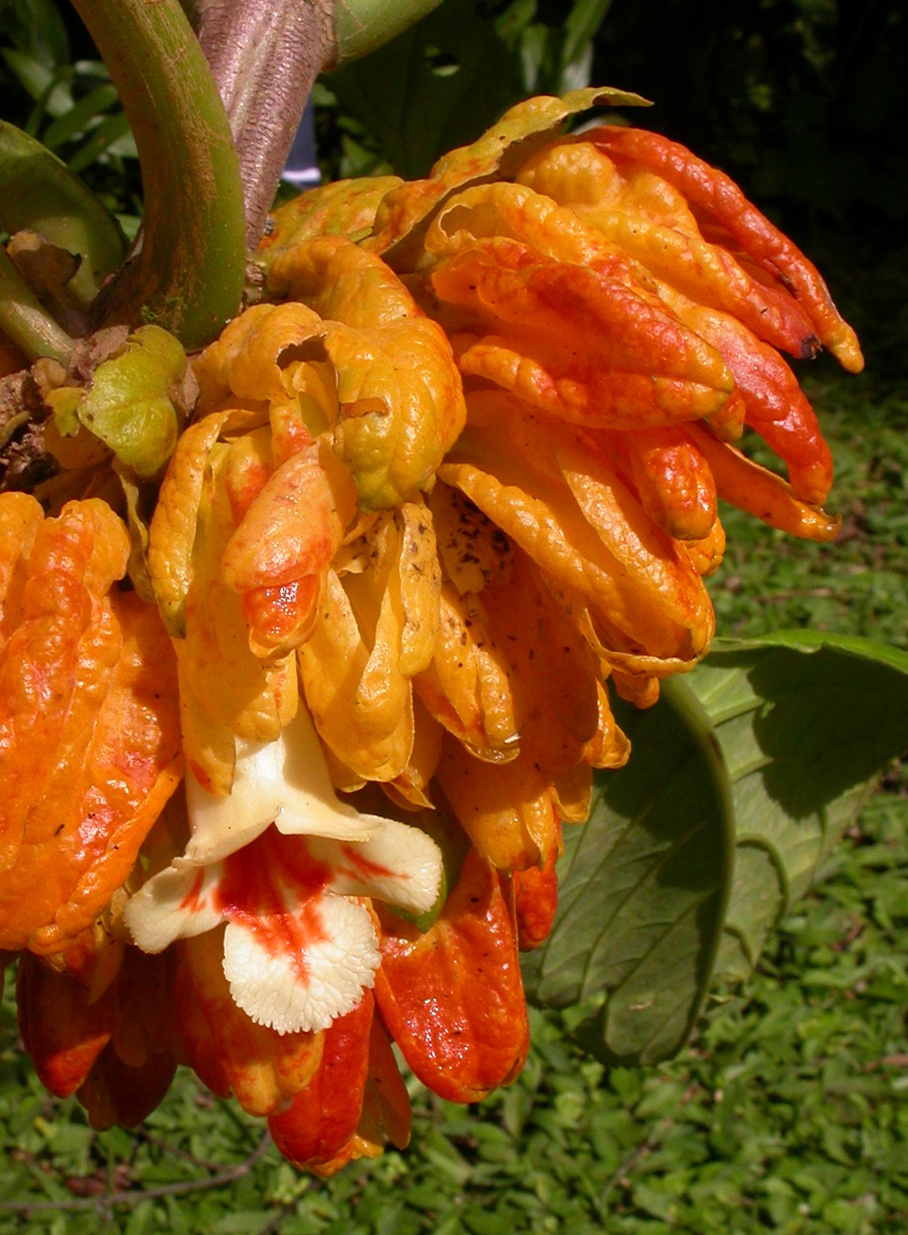 Gesneriaceae Drymonia macrantha