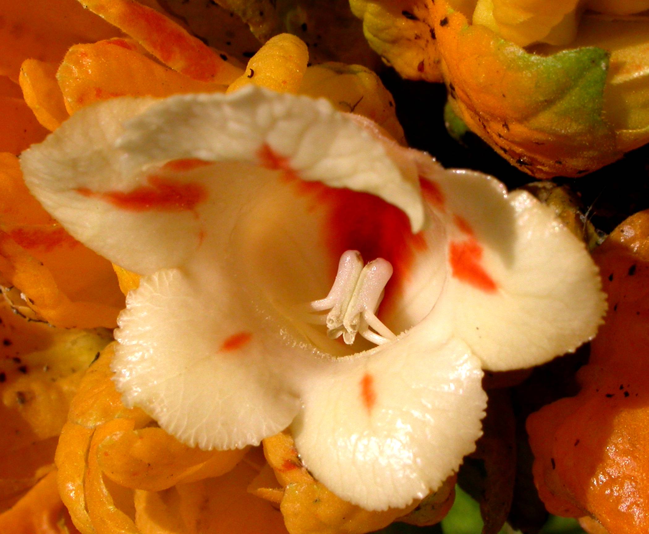 Gesneriaceae Drymonia macrantha