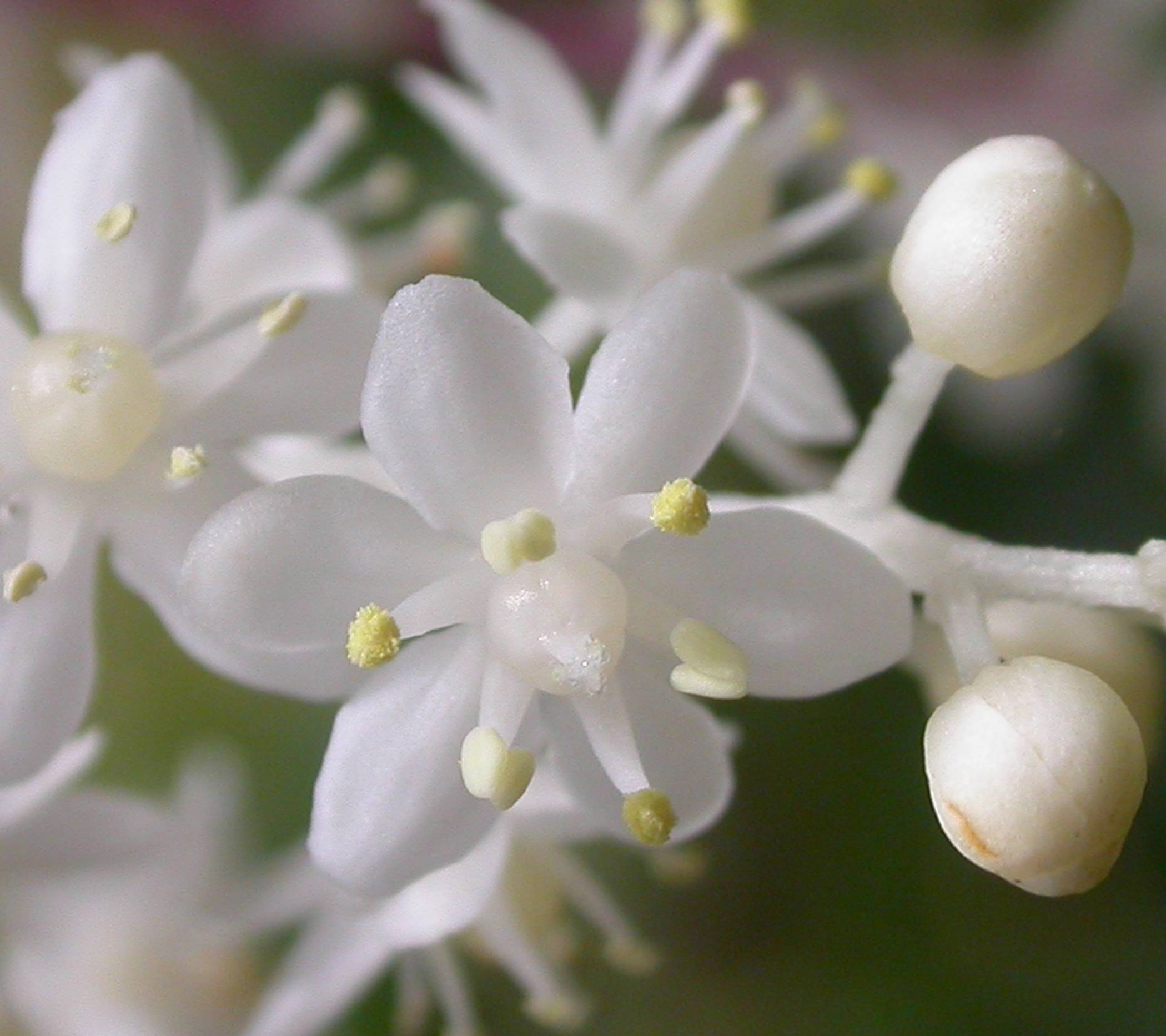 Asparagaceae Maianthemum 