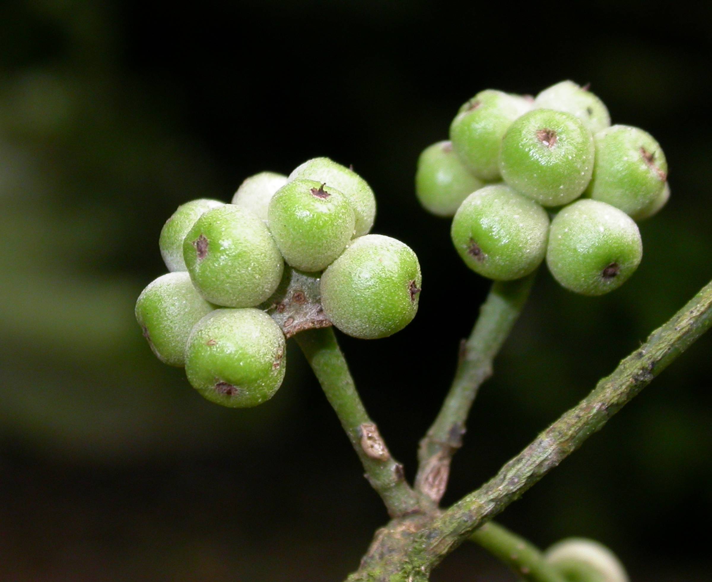 Monimiaceae Mollinedia 