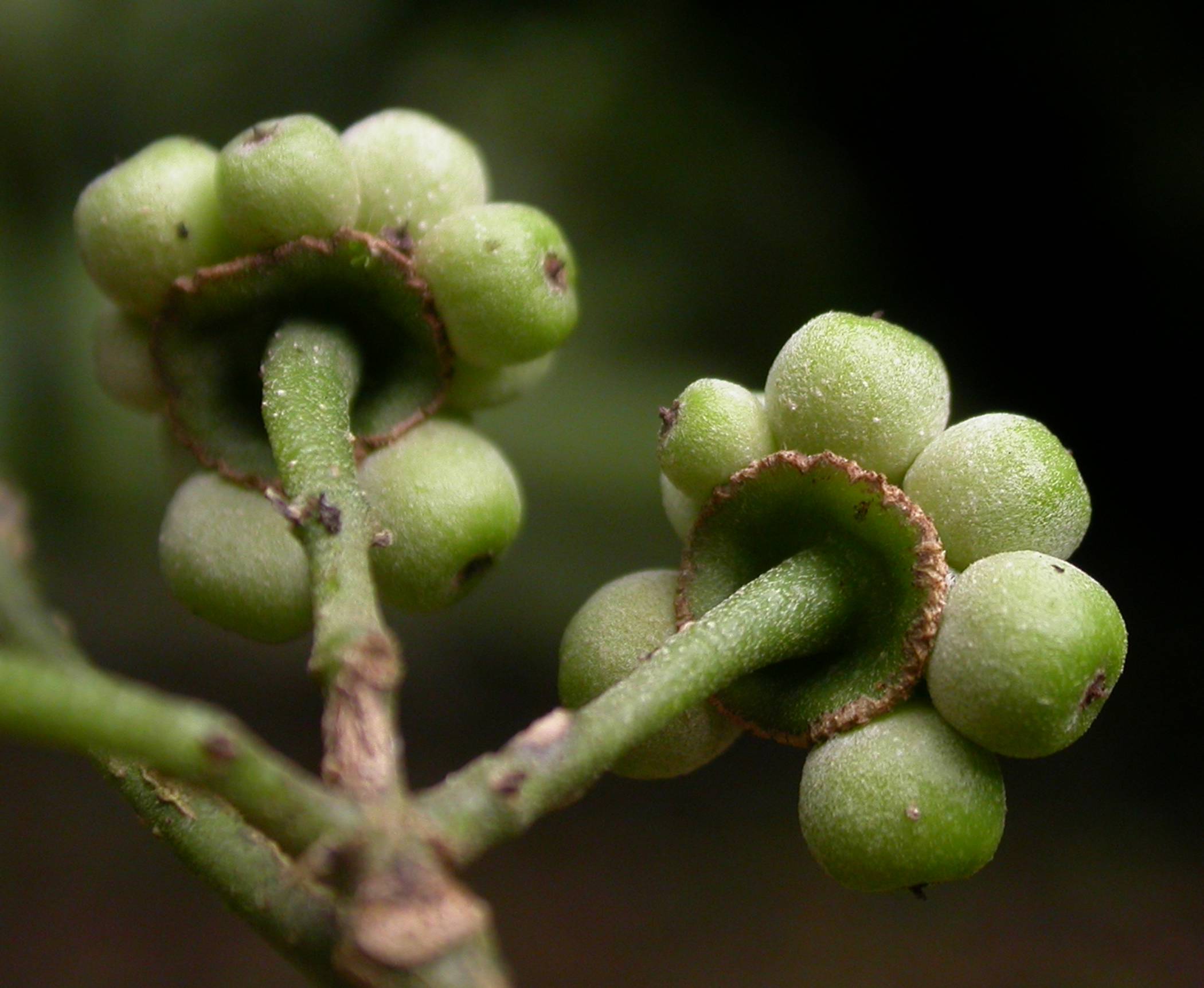 Monimiaceae Mollinedia 