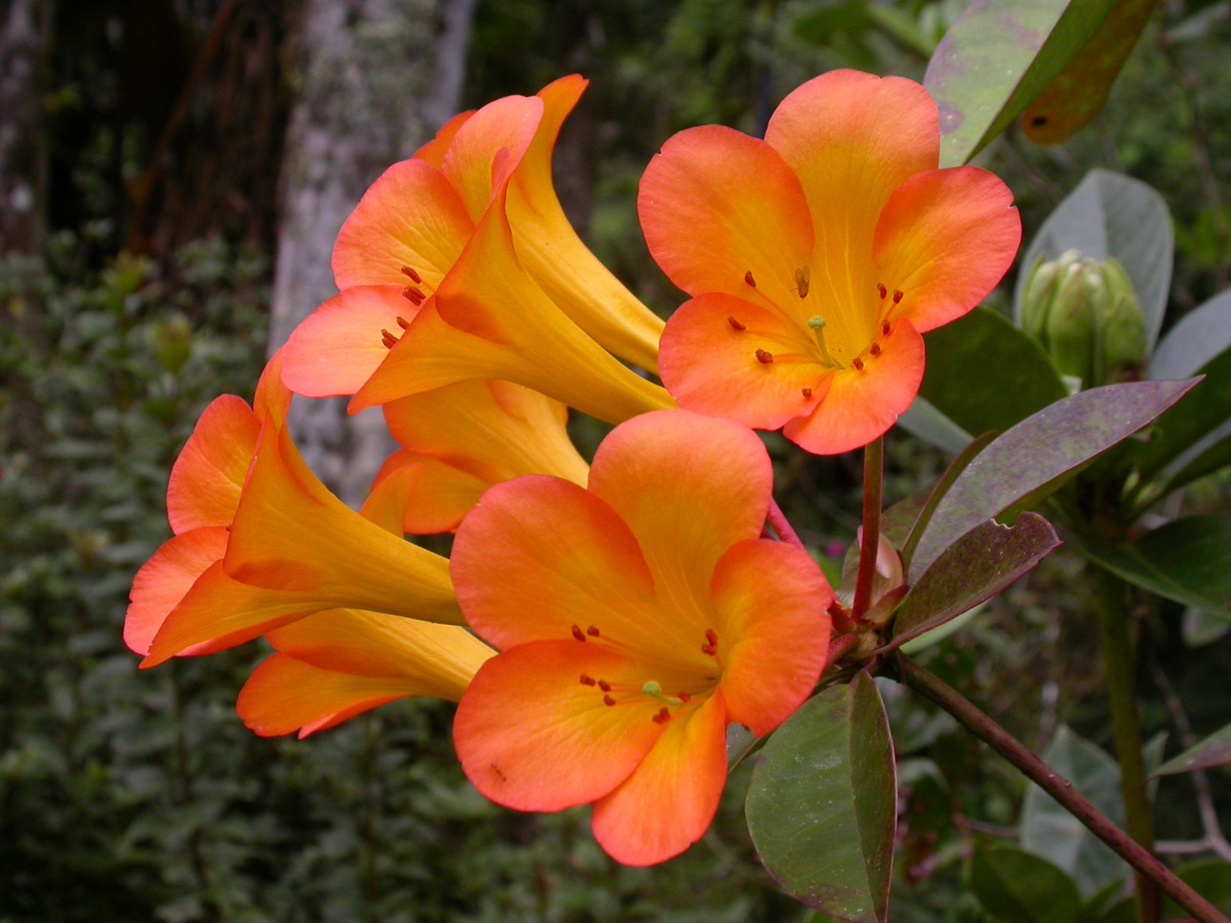 Ericaceae Rhododendron 