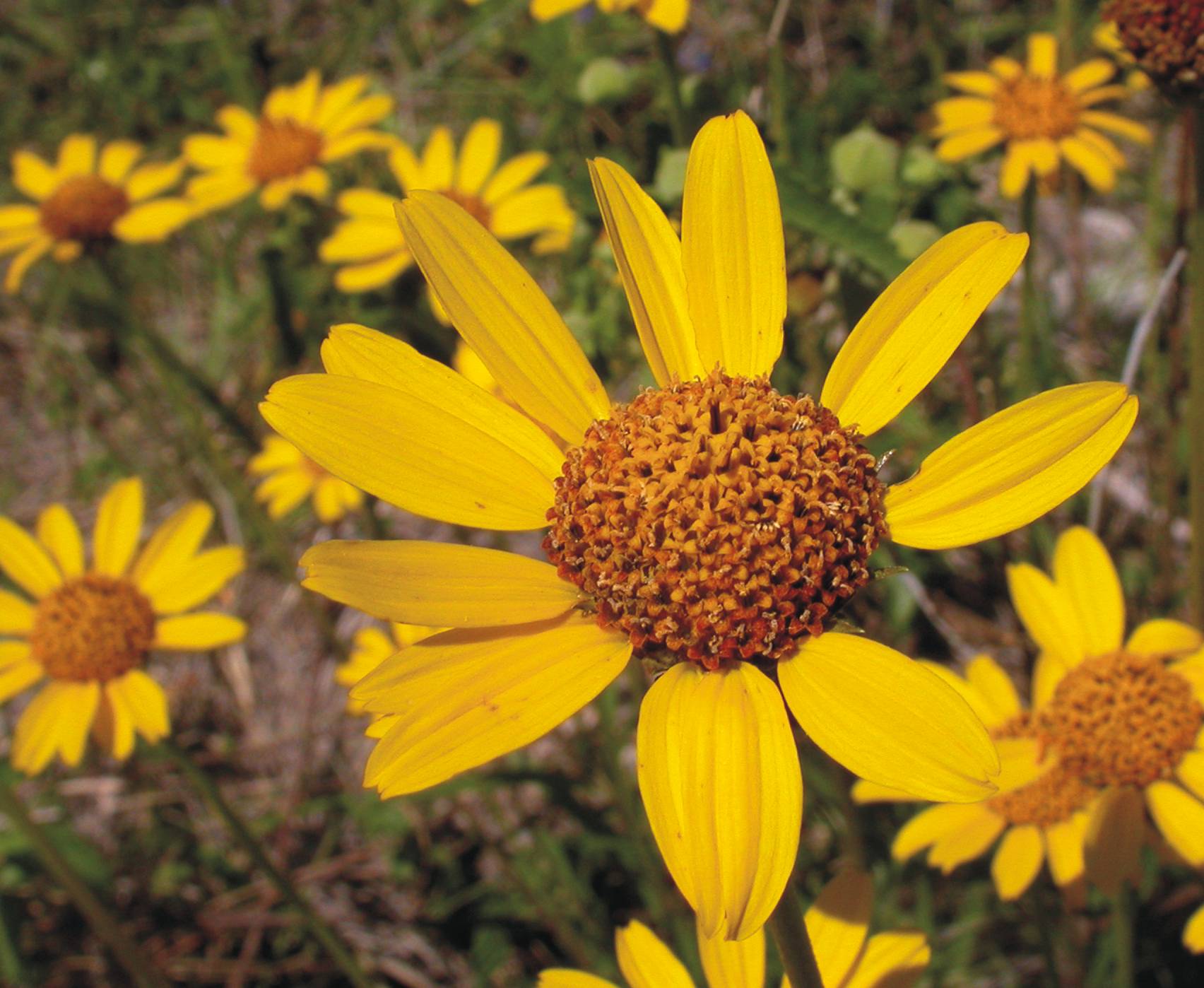 Asteraceae Viguiera tuberosa