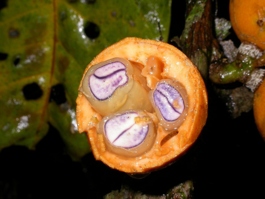 Polygalaceae Moutabea gentryi